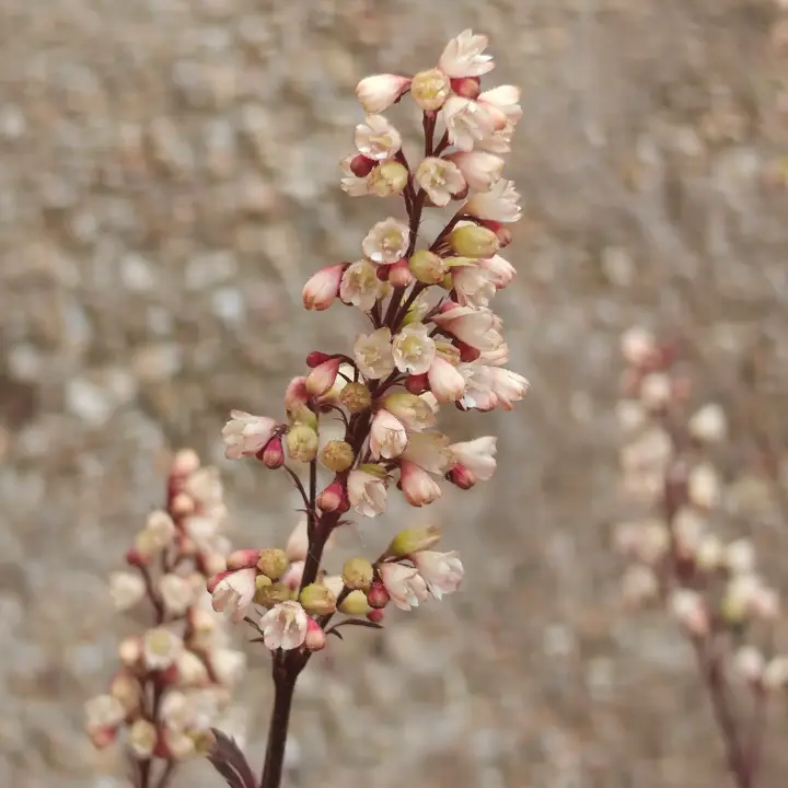 Heuchera Micrantha flor 1