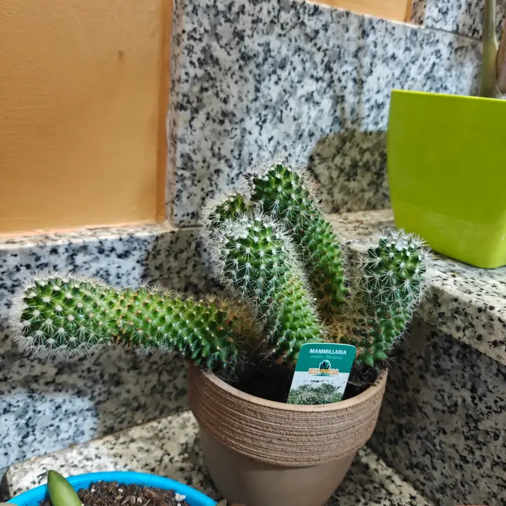 Mammillaria Ernestii Albispina 1