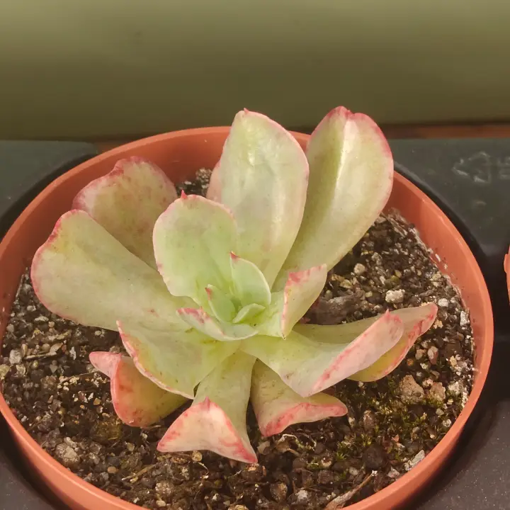 Echeveria Strength 1