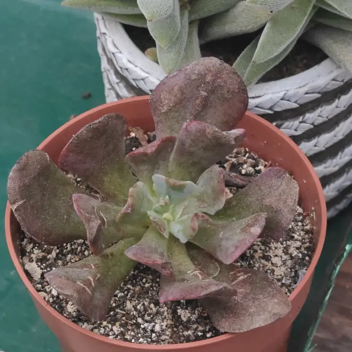 Echeveria Strength 1