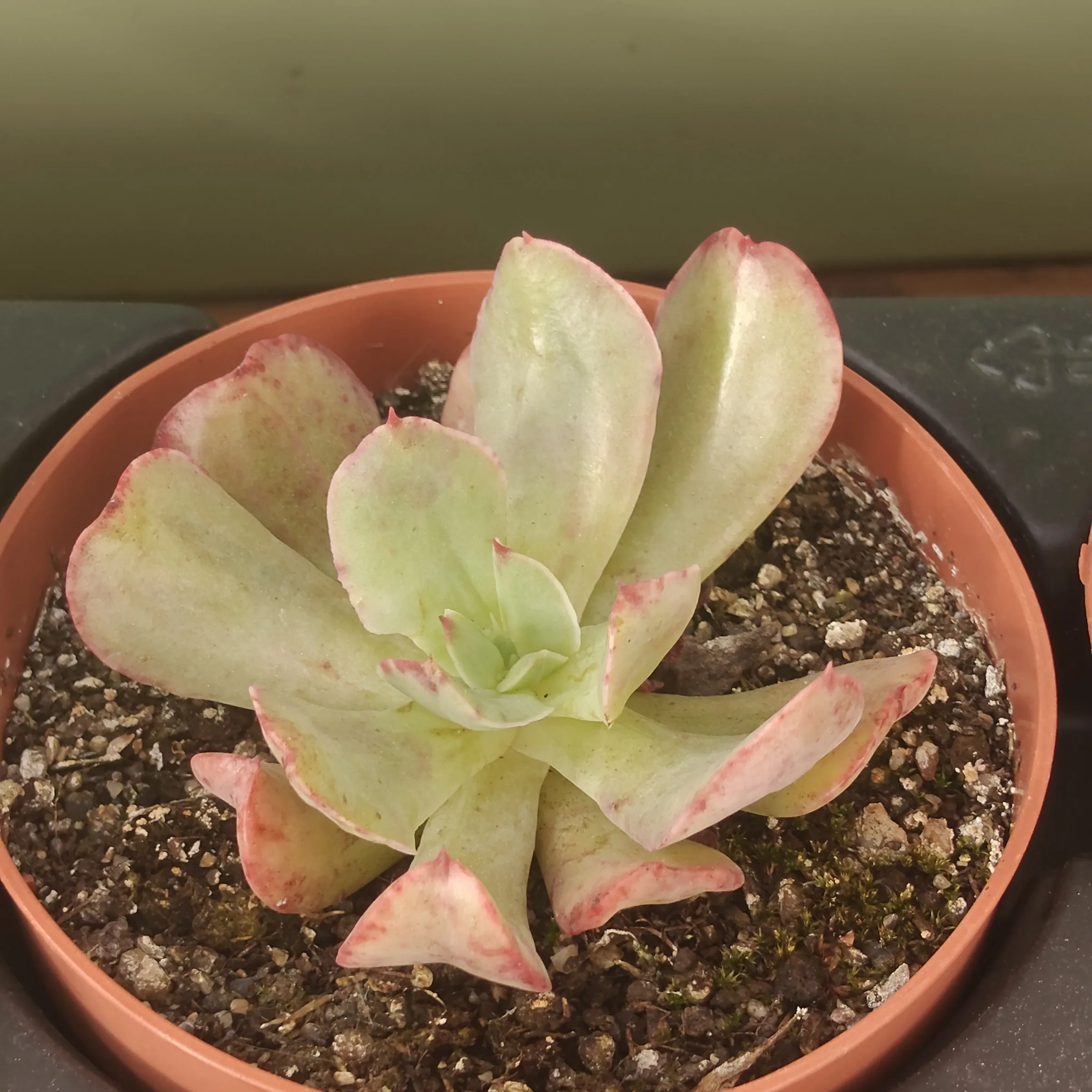 Echeveria Strength