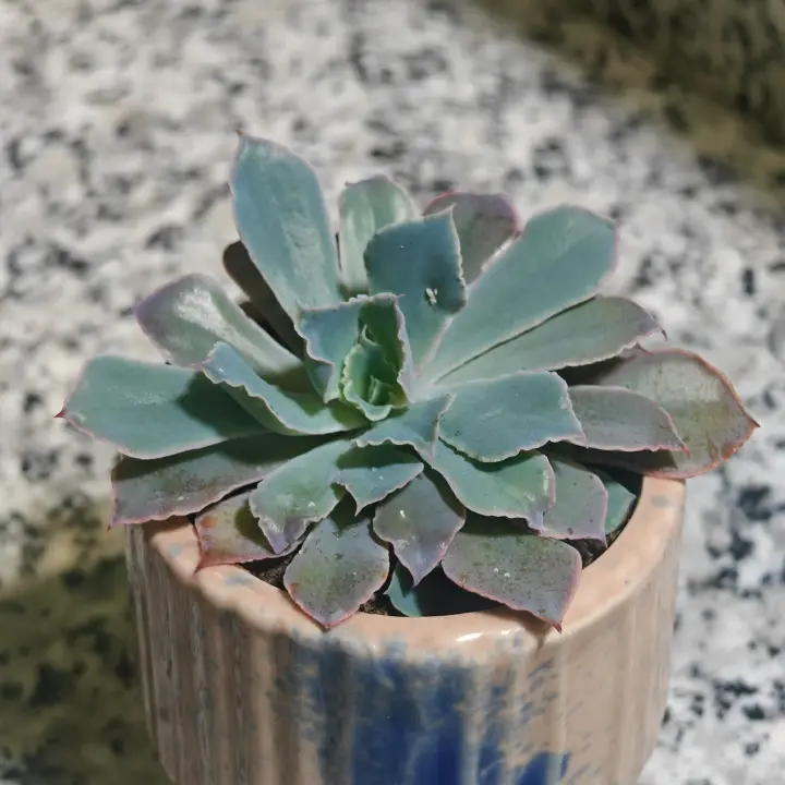 Echeveria 'Neon Breakera' 1