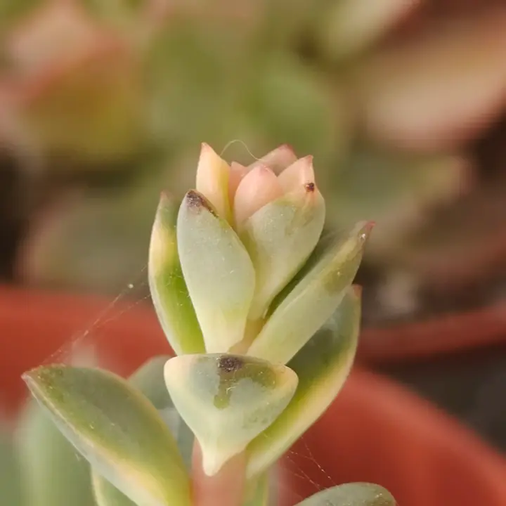 Echeveria Croma flor 2