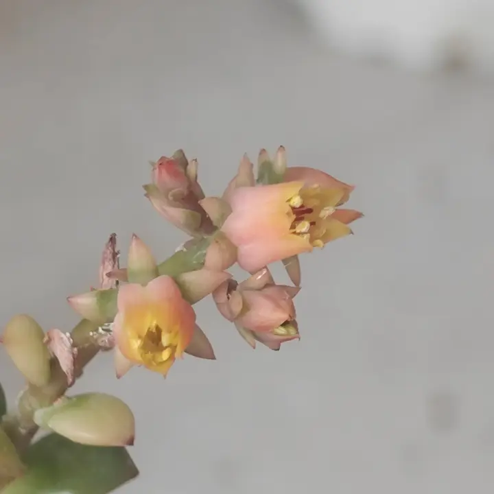 Echeveria Croma flor 1