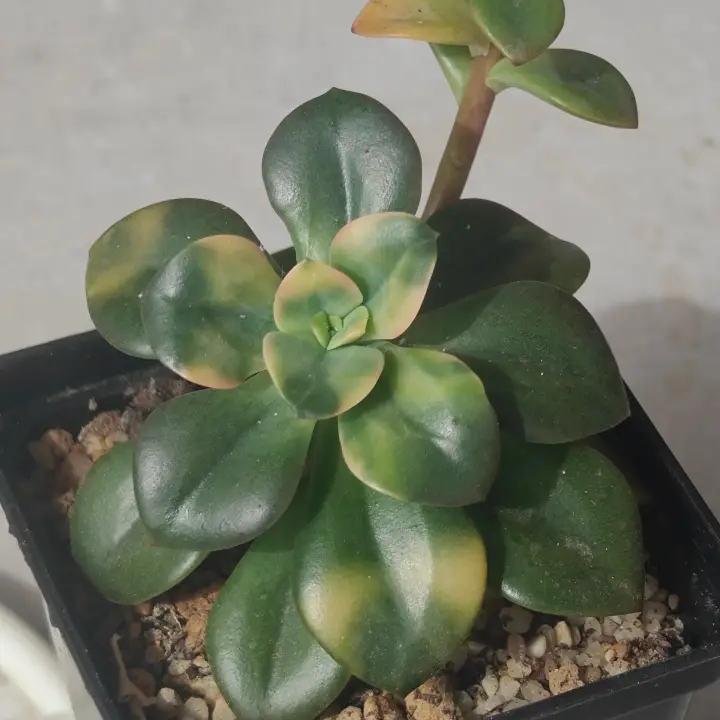 Echeveria Croma 1