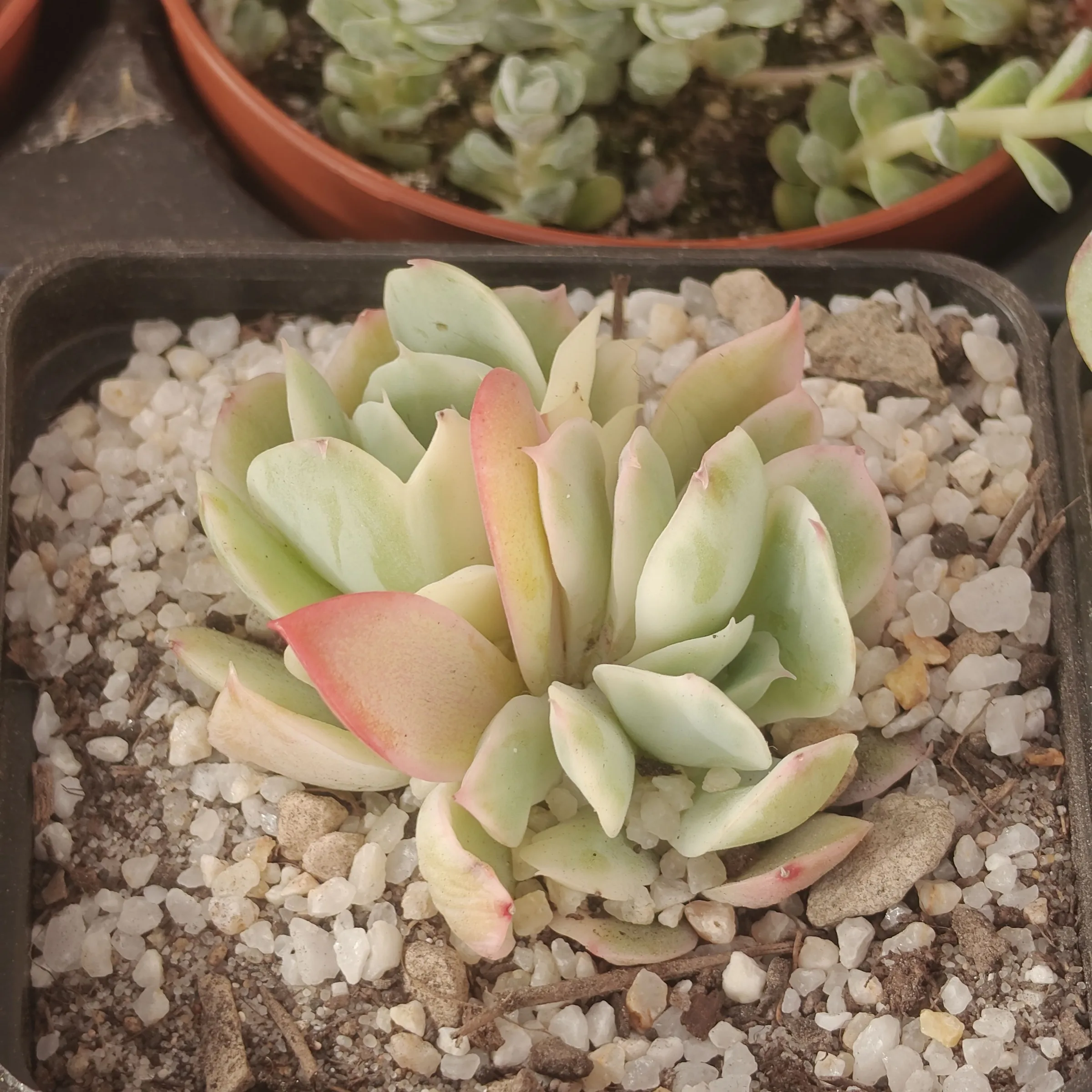 Echeveria Croma