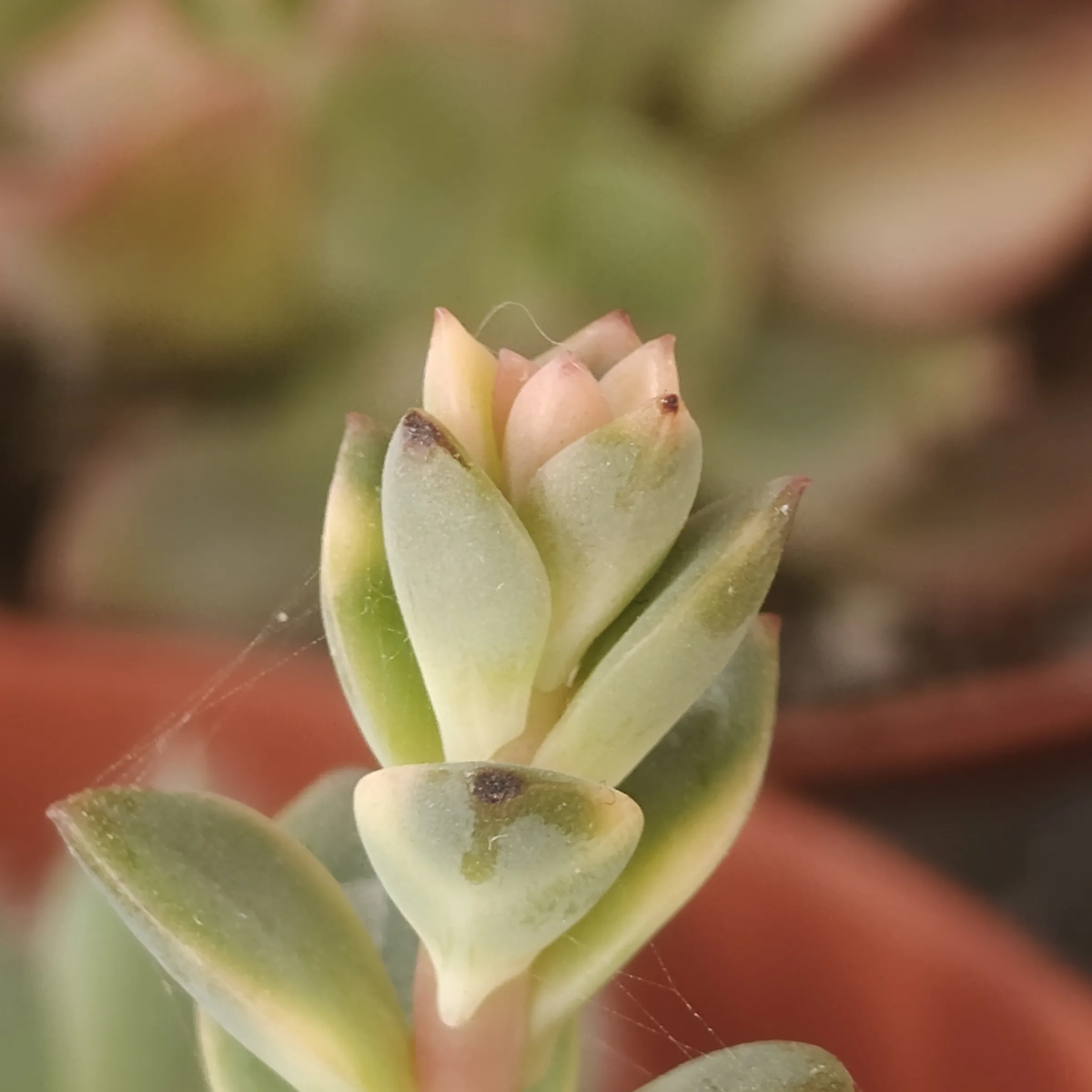 Echeveria Croma 2