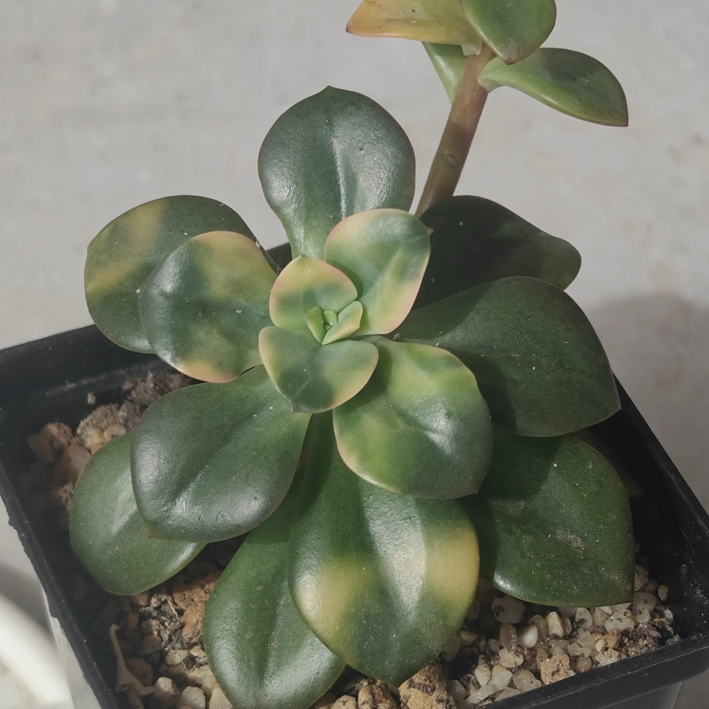 Echeveria Croma