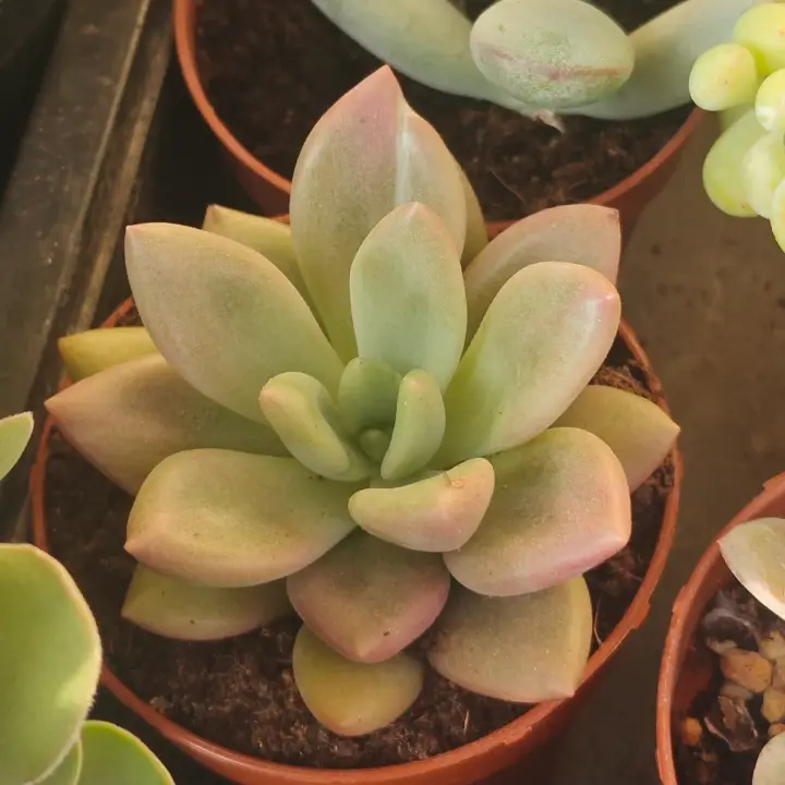 Graptoveria Pink Donna 2