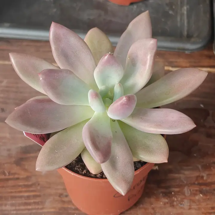 Graptoveria Pink Donna 1