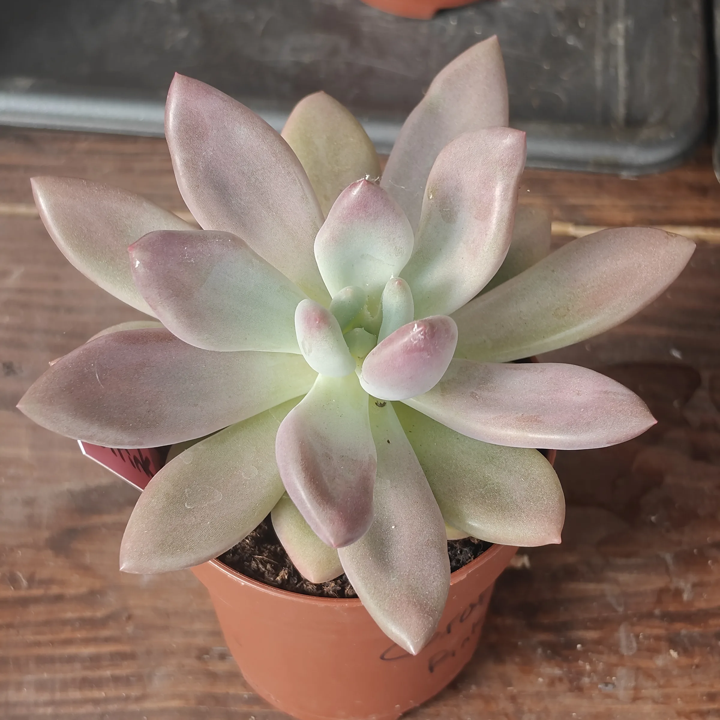 Graptoveria Pink Donna