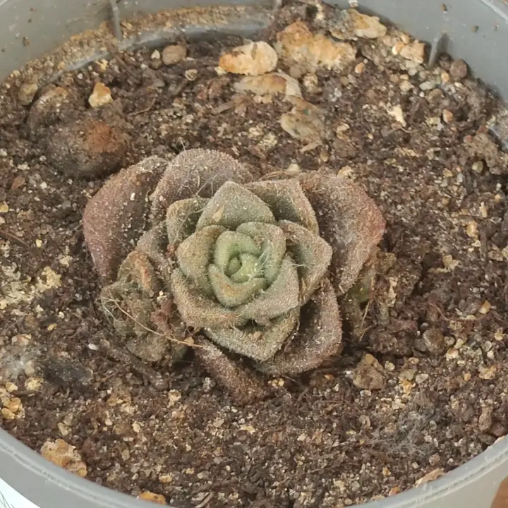 Aeonium Lilly Pad 1