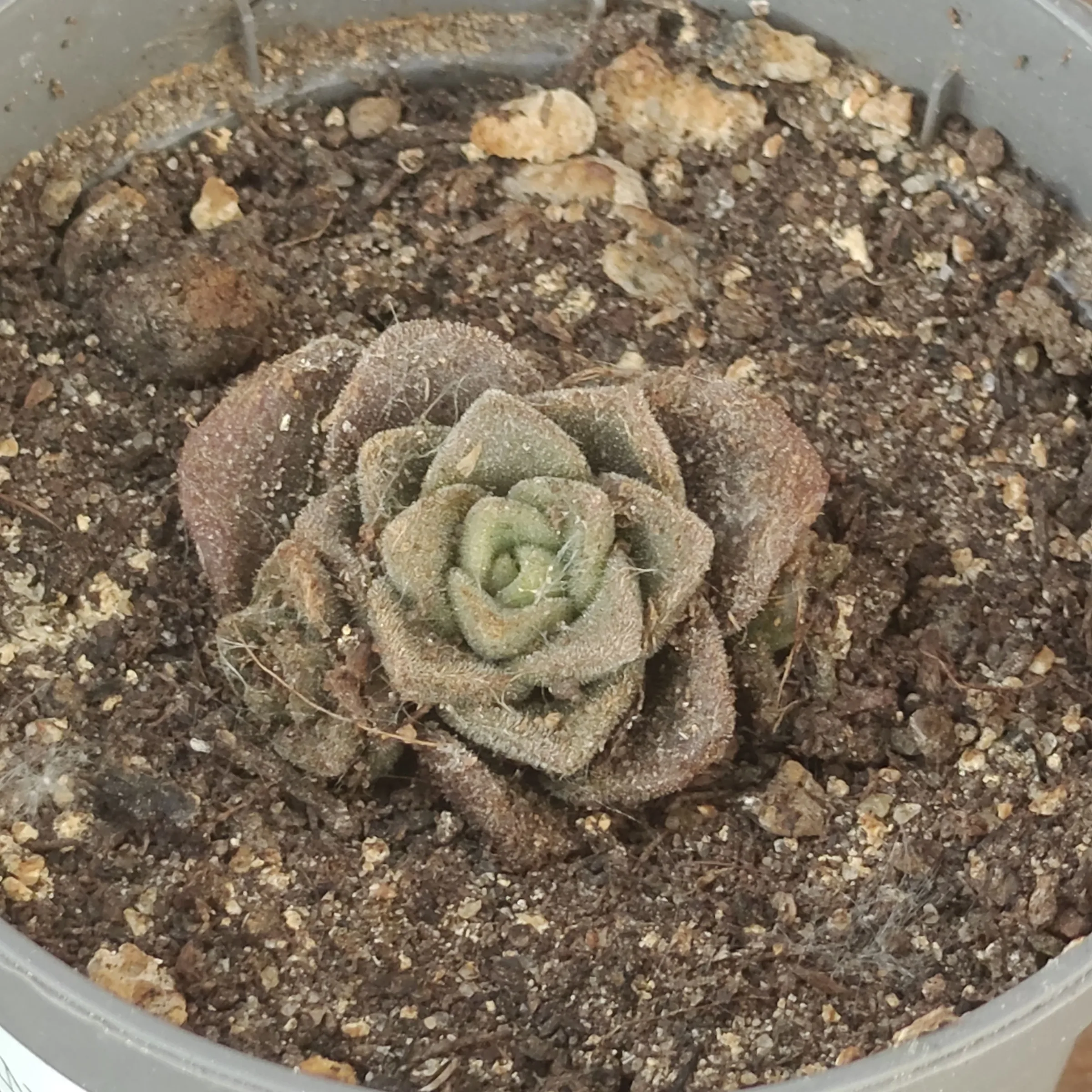 Aeonium Lilly Pad