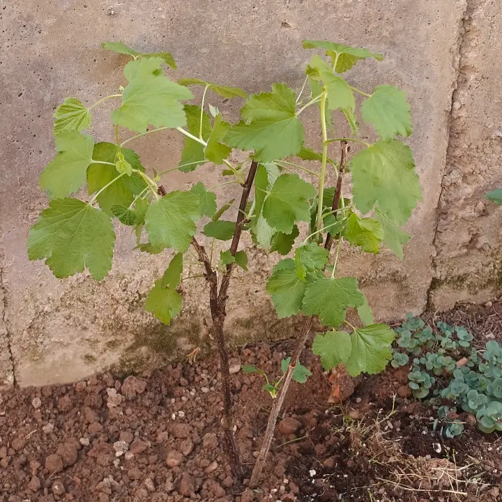 Ribes rubrum 1