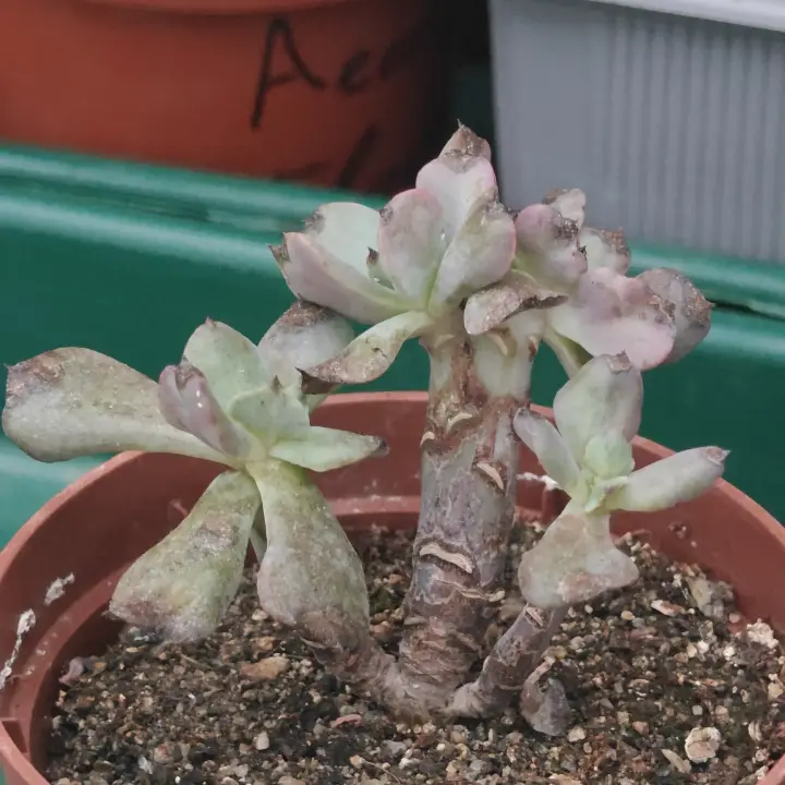 Echeveria Strength credtada 1