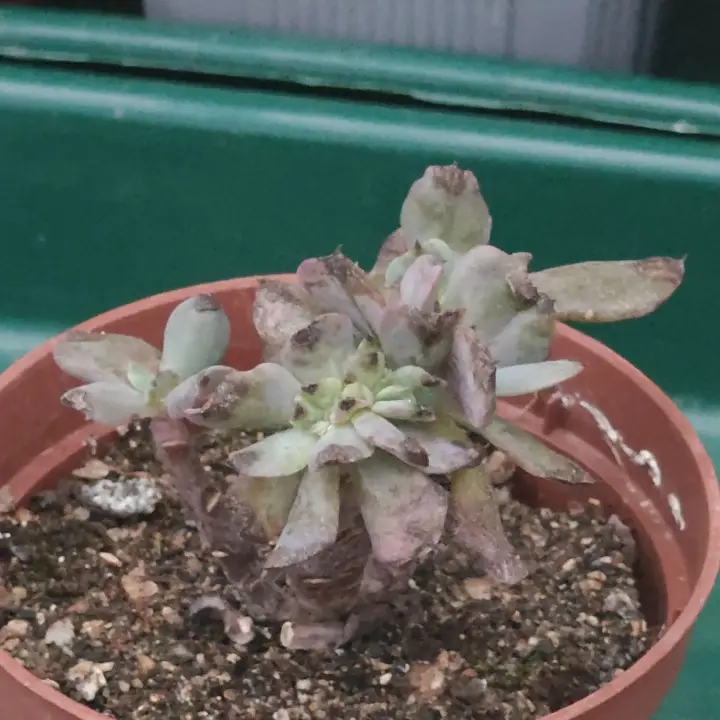 Echeveria Strength credtada 2