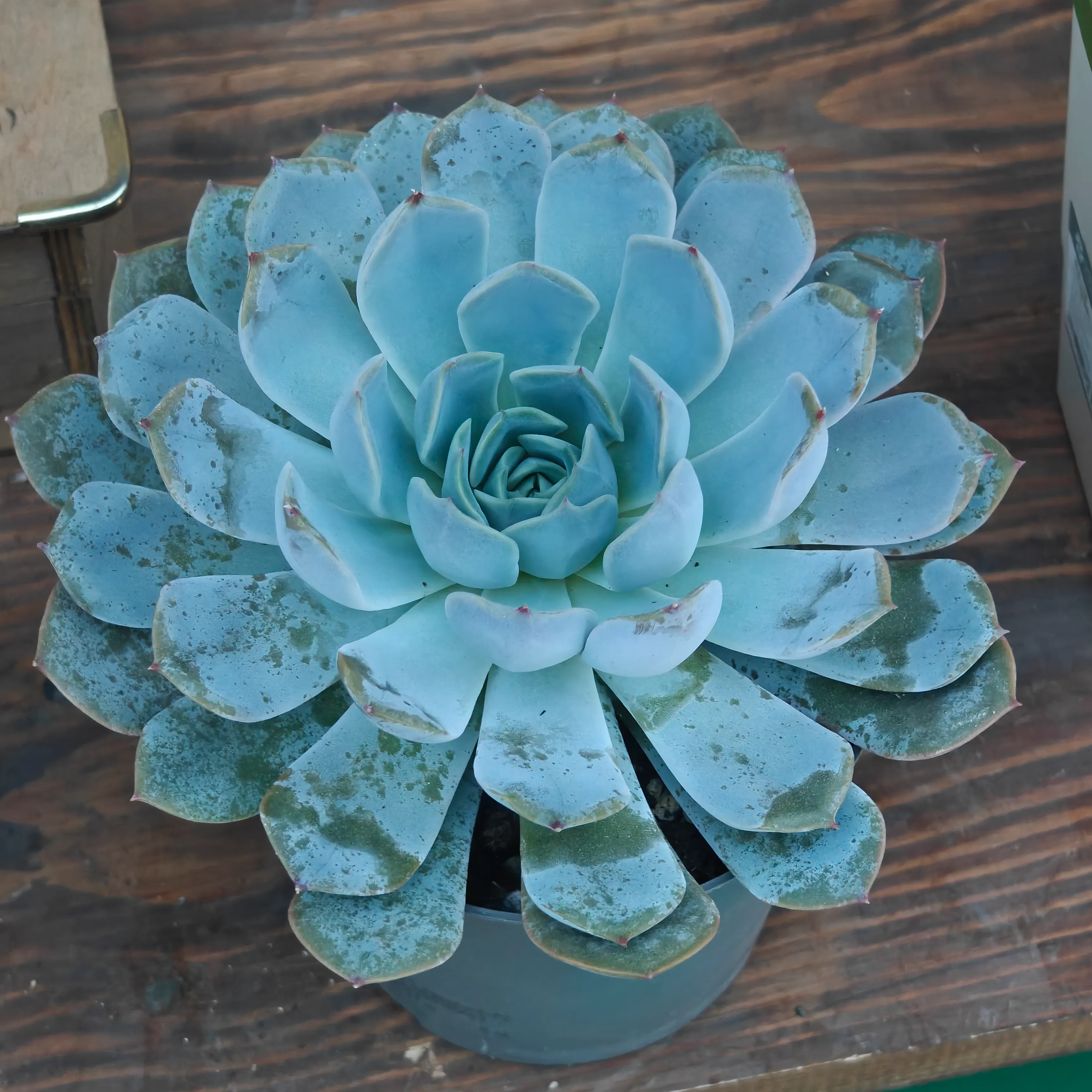 Echeveria colorata 2