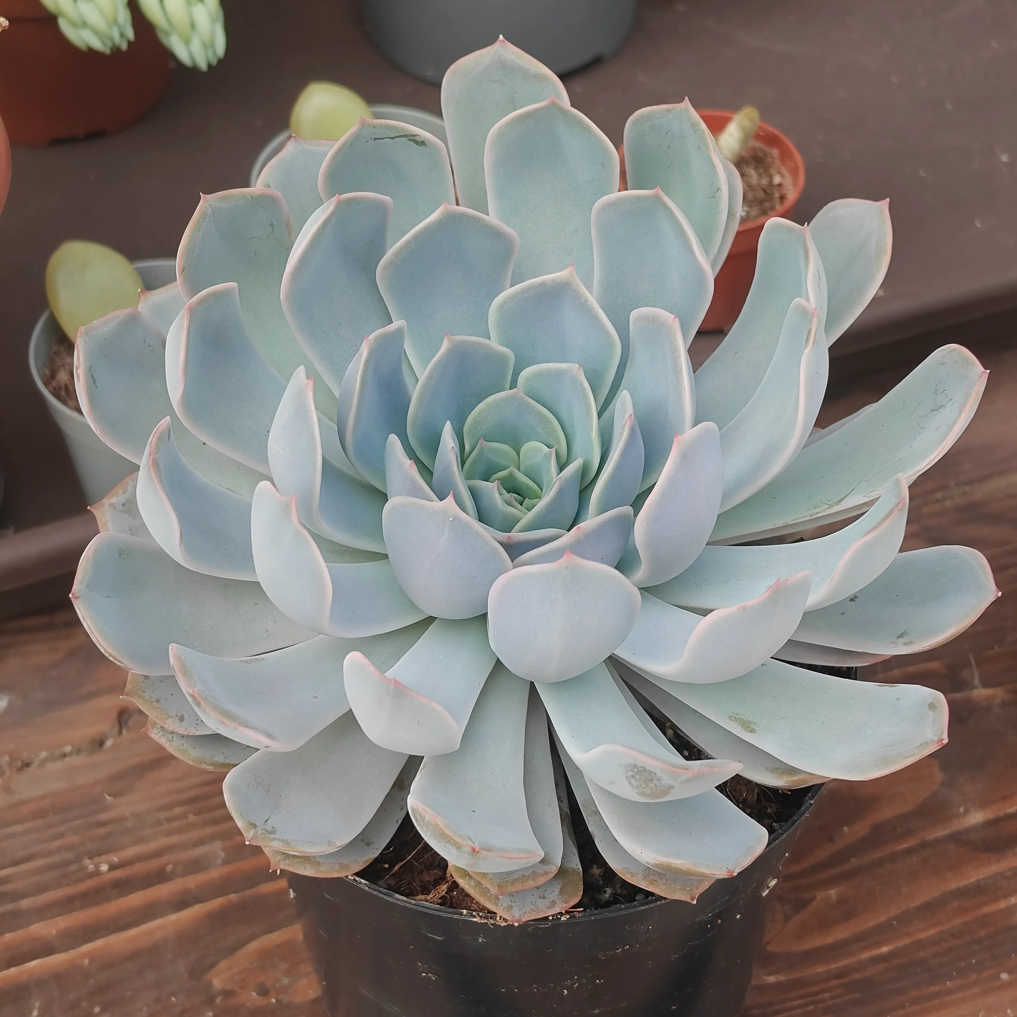 Echeveria colorata