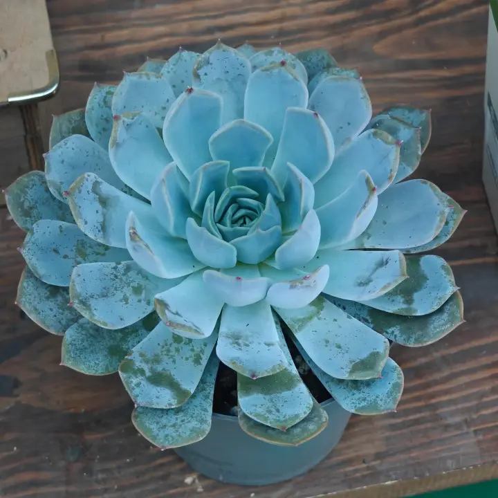 Echeveria colorata 3