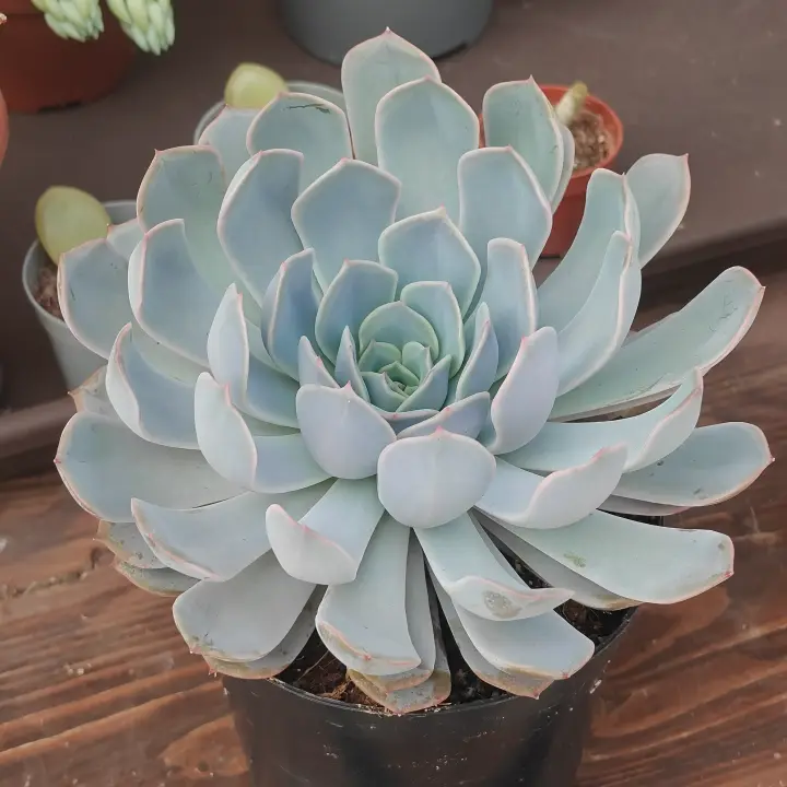 Echeveria colorata 2
