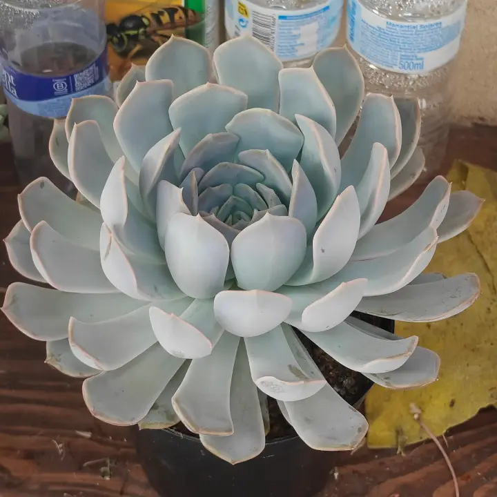 Echeveria colorata 1