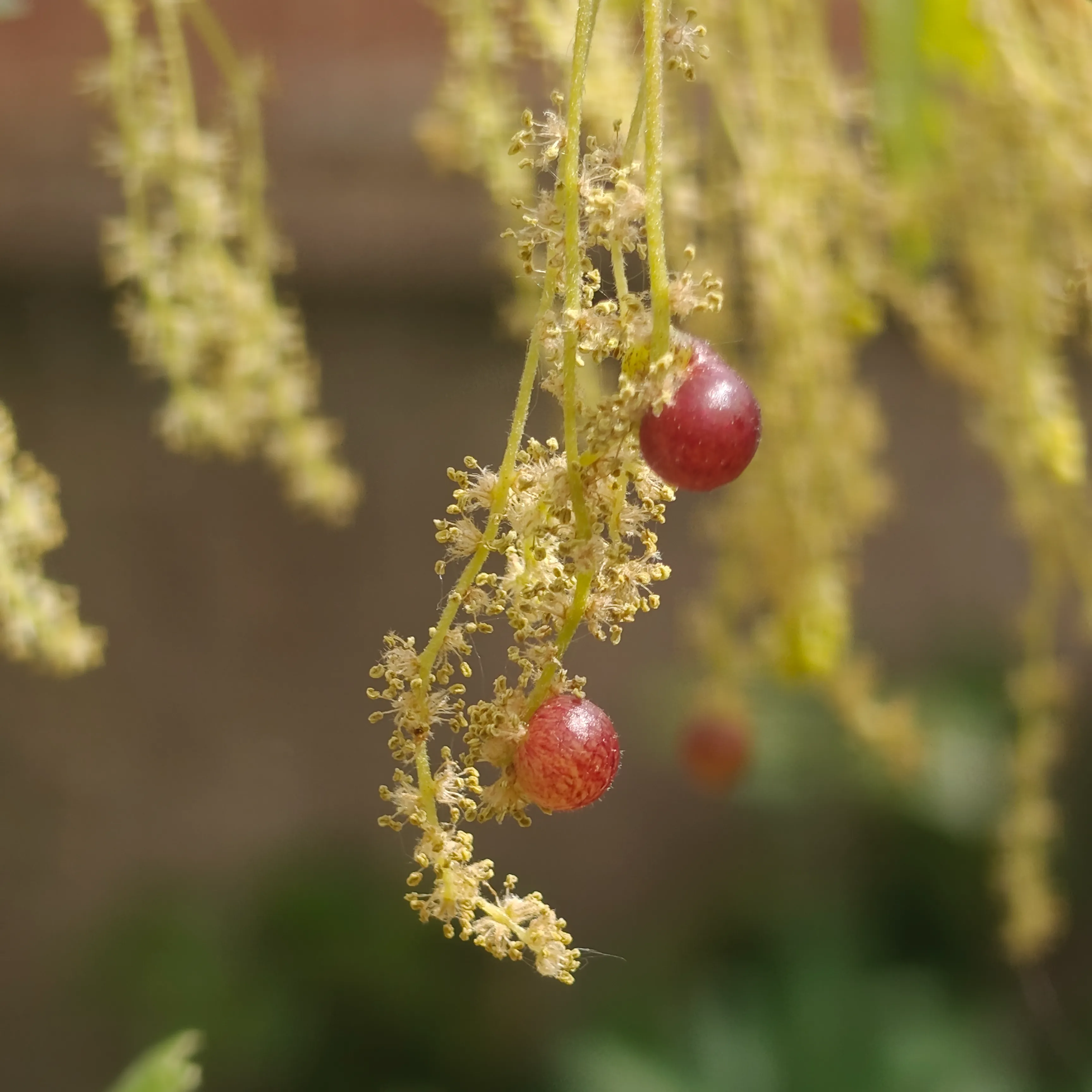 Quercus Cerris 6