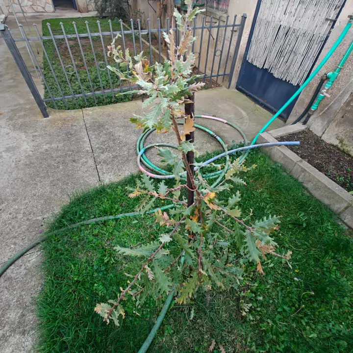 Quercus Cerris 4