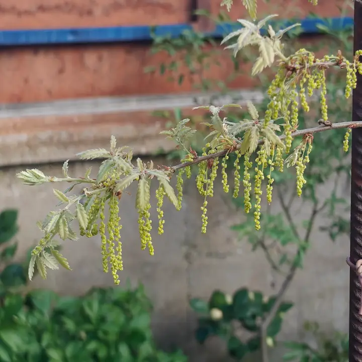 Quercus Cerris flor 3