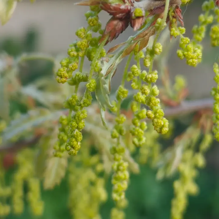 Quercus Cerris flor 4