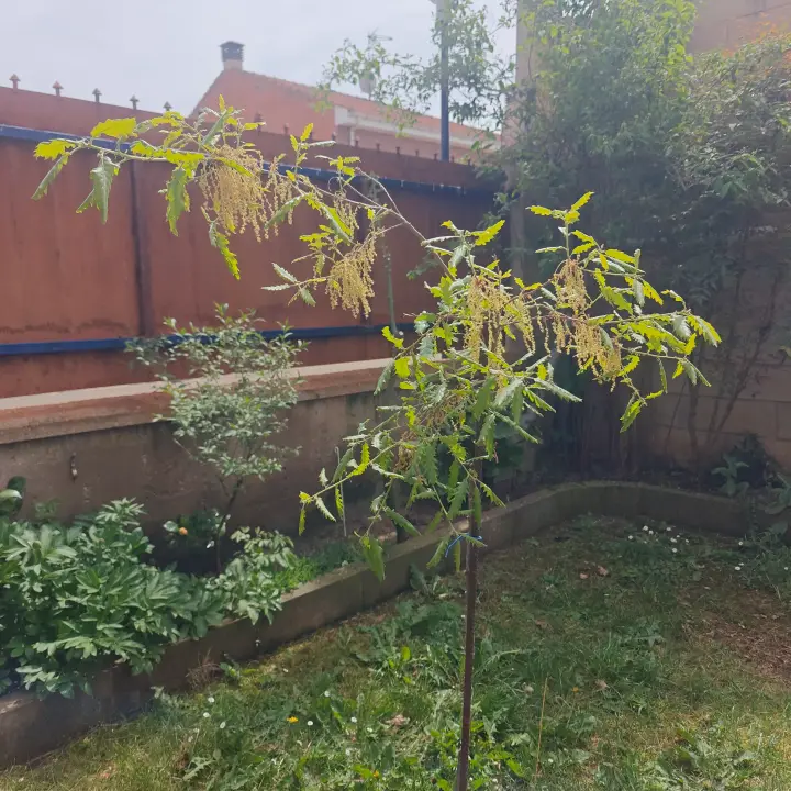 Quercus Cerris 2