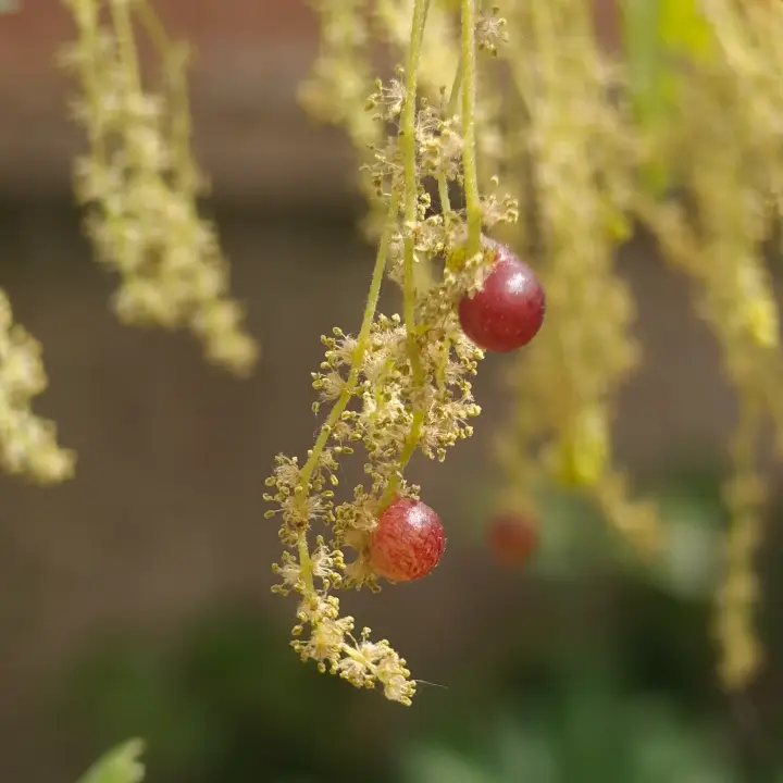 Quercus Cerris flor 2