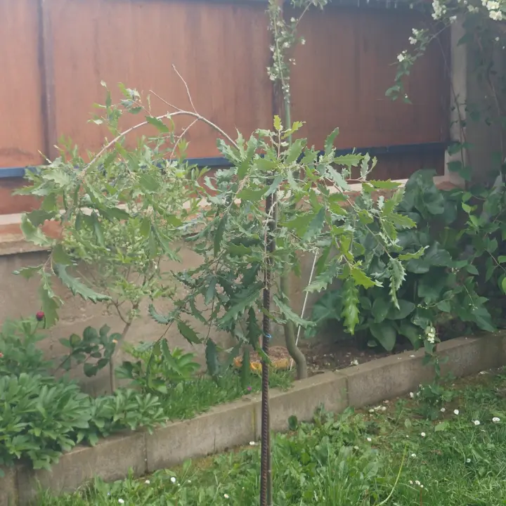 Quercus Cerris 1