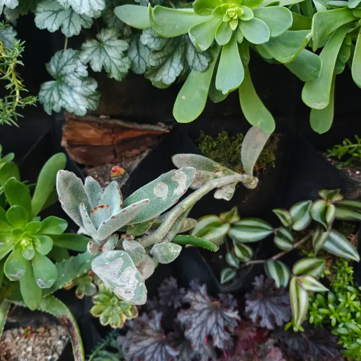 Kalanchoe Tomentosa 1