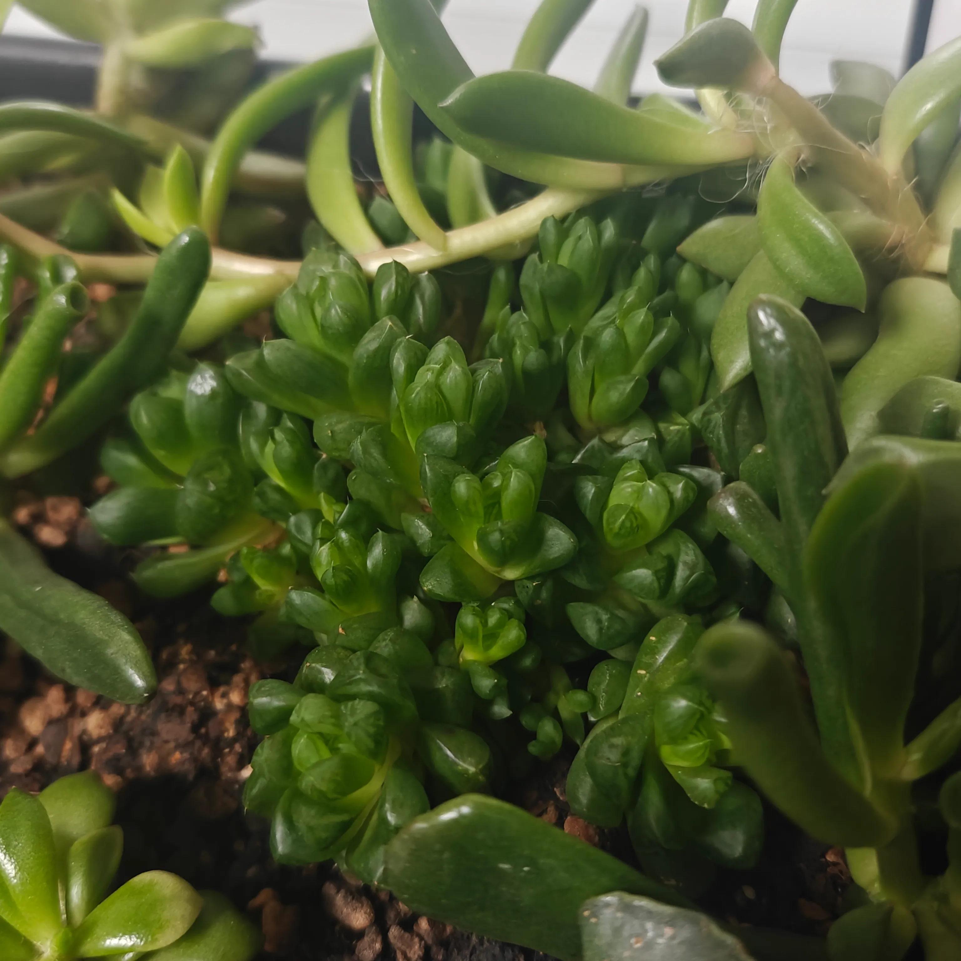 Haworthia Cooperi 3