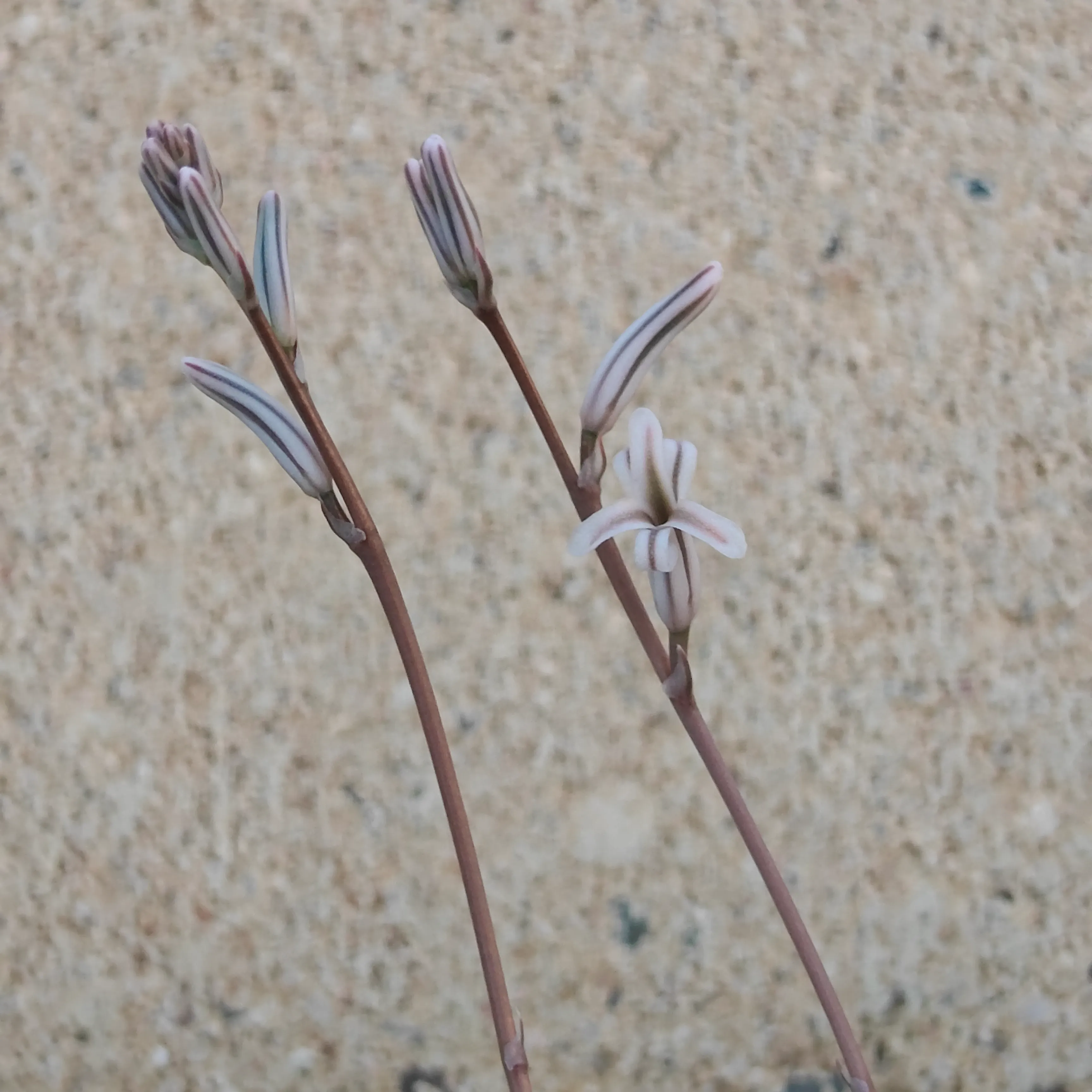 Haworthia Cooperi 4