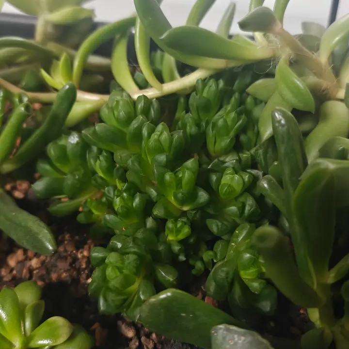 Haworthia Cooperi 3