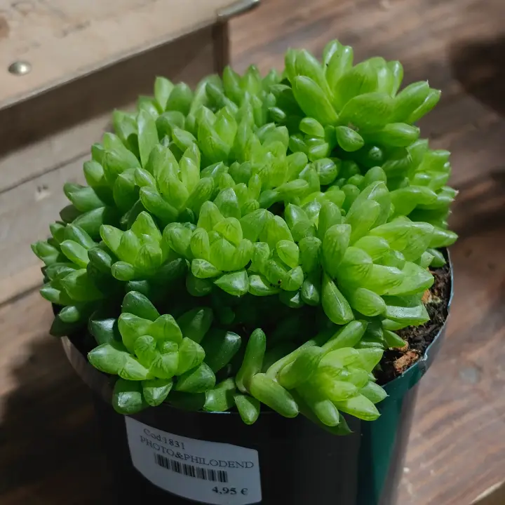Haworthia Cooperi 2
