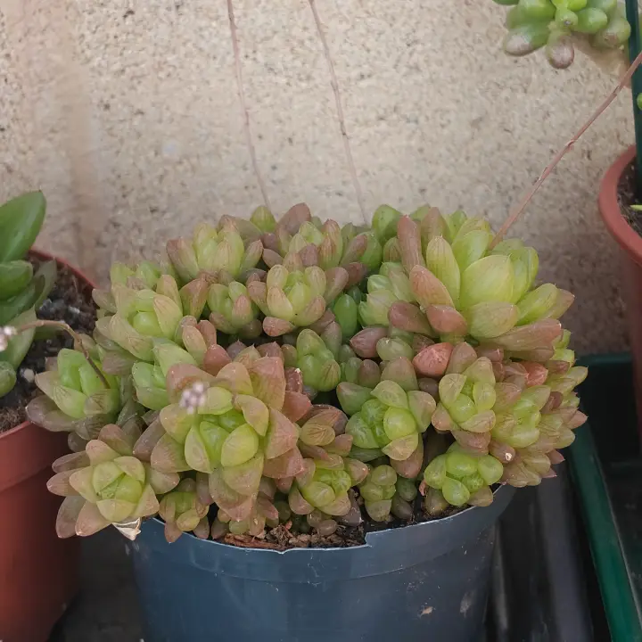 Haworthia Cooperi 1