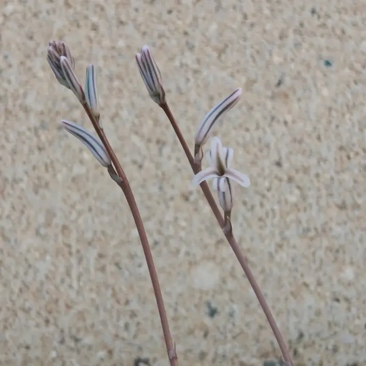 Haworthia Cooperi flor 1