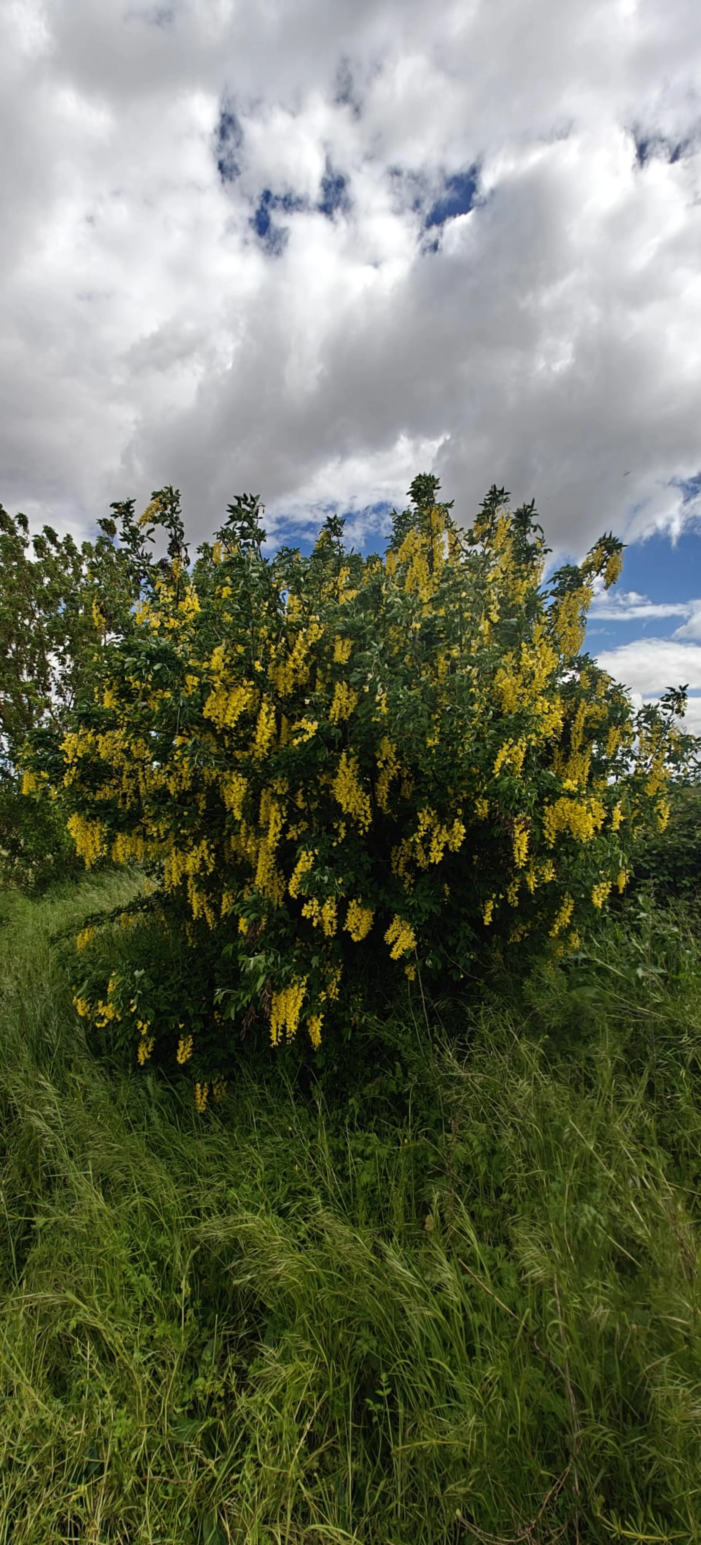 Lluvia de oro