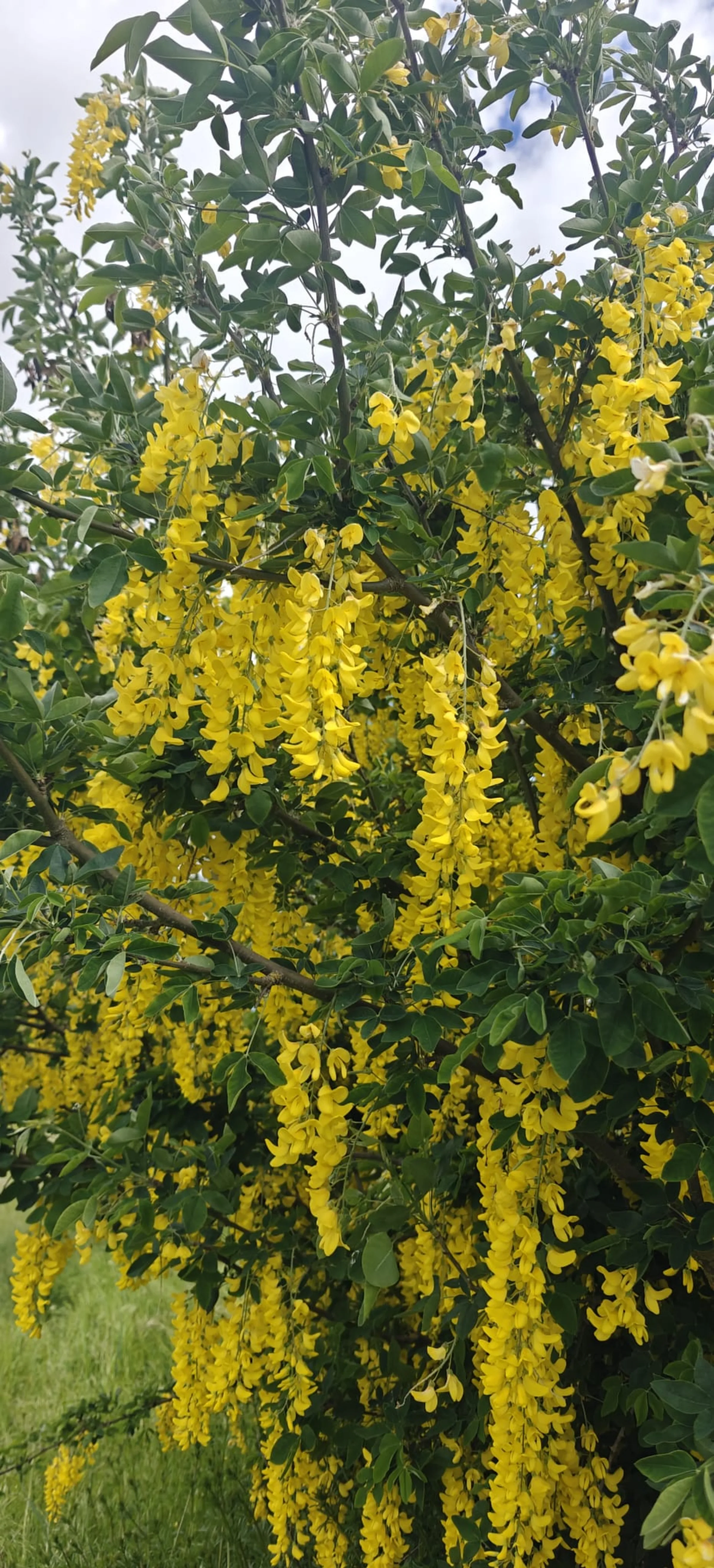 Lluvia de oro 2