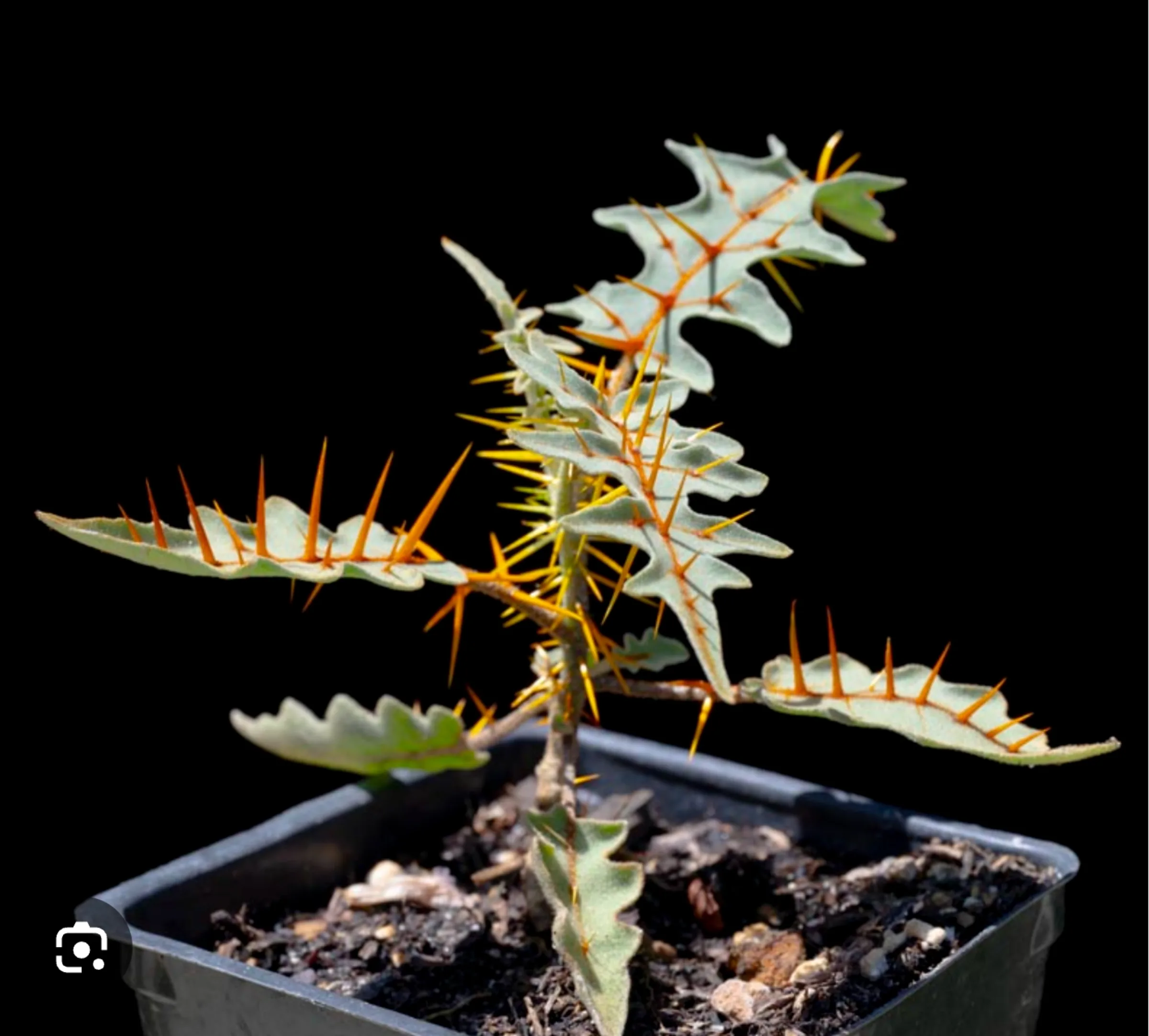 Solanum pyracanthum
