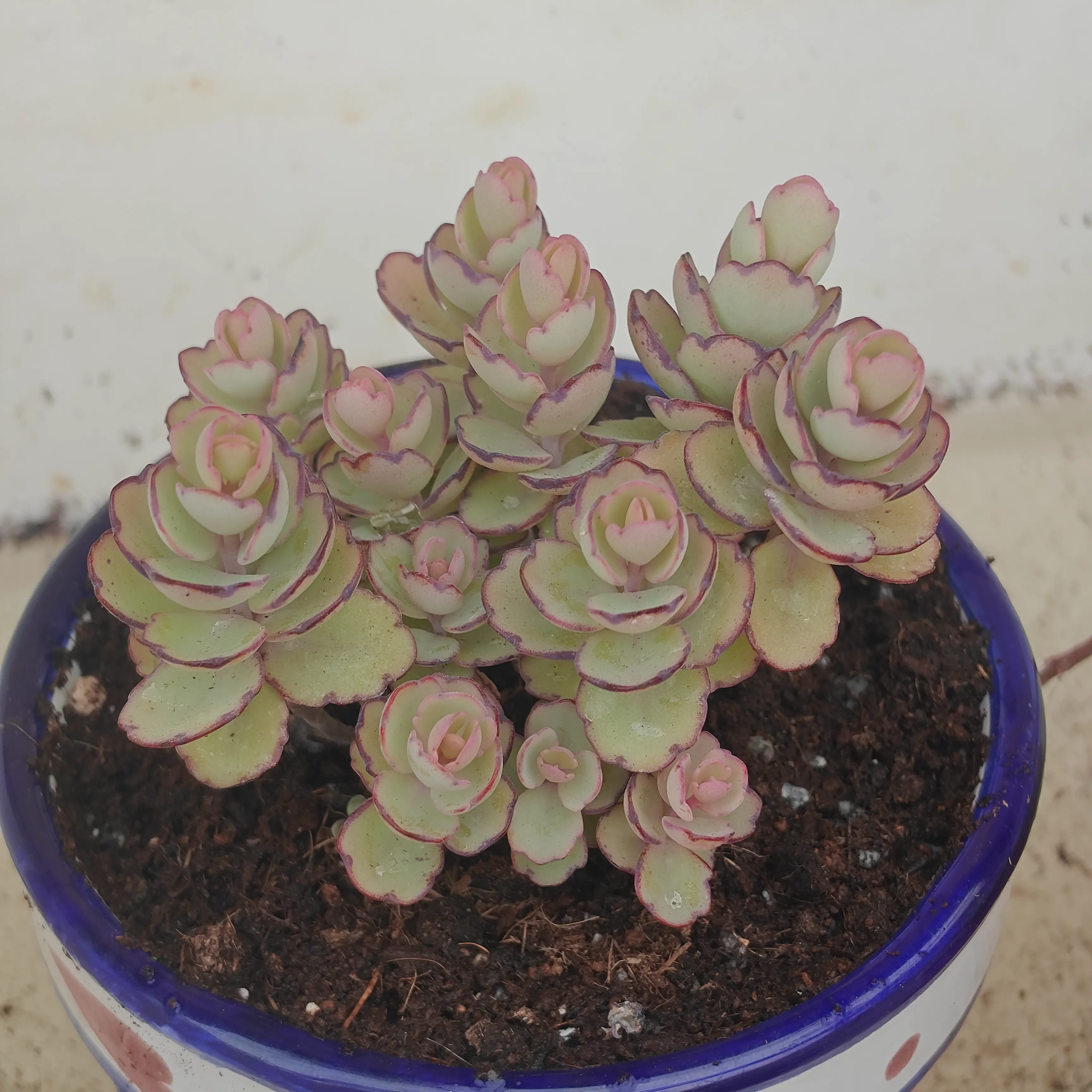 Kalanchoe laxiflora