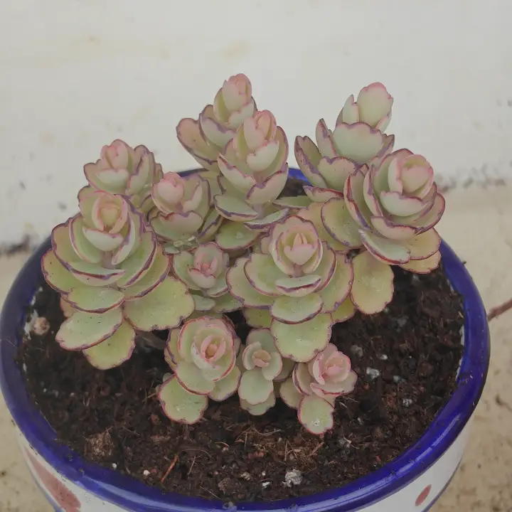 Kalanchoe laxiflora 1