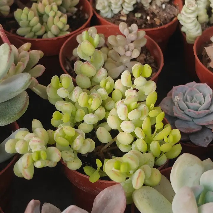 Cotyledon pendens 1