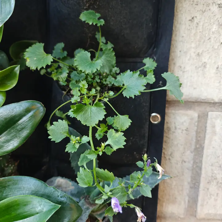 Campanula Poscharskyana 1