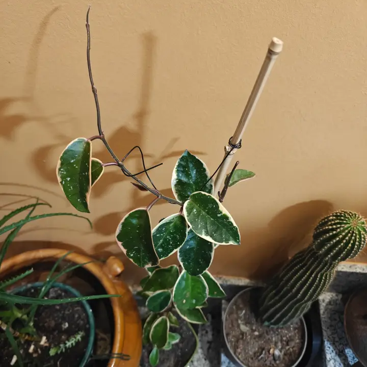 Hoya Carnosa Variegata 1