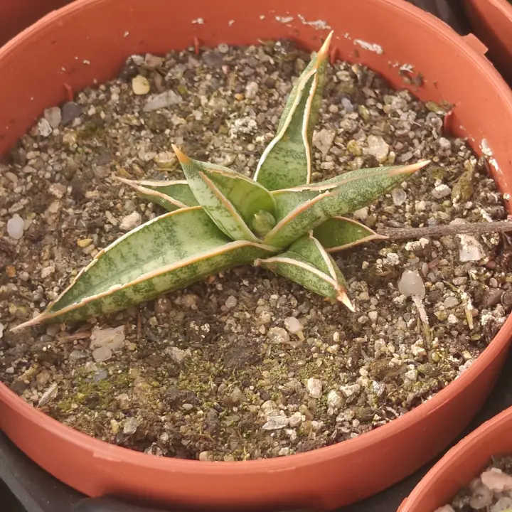 Sansevieria Lavranos 1970 1