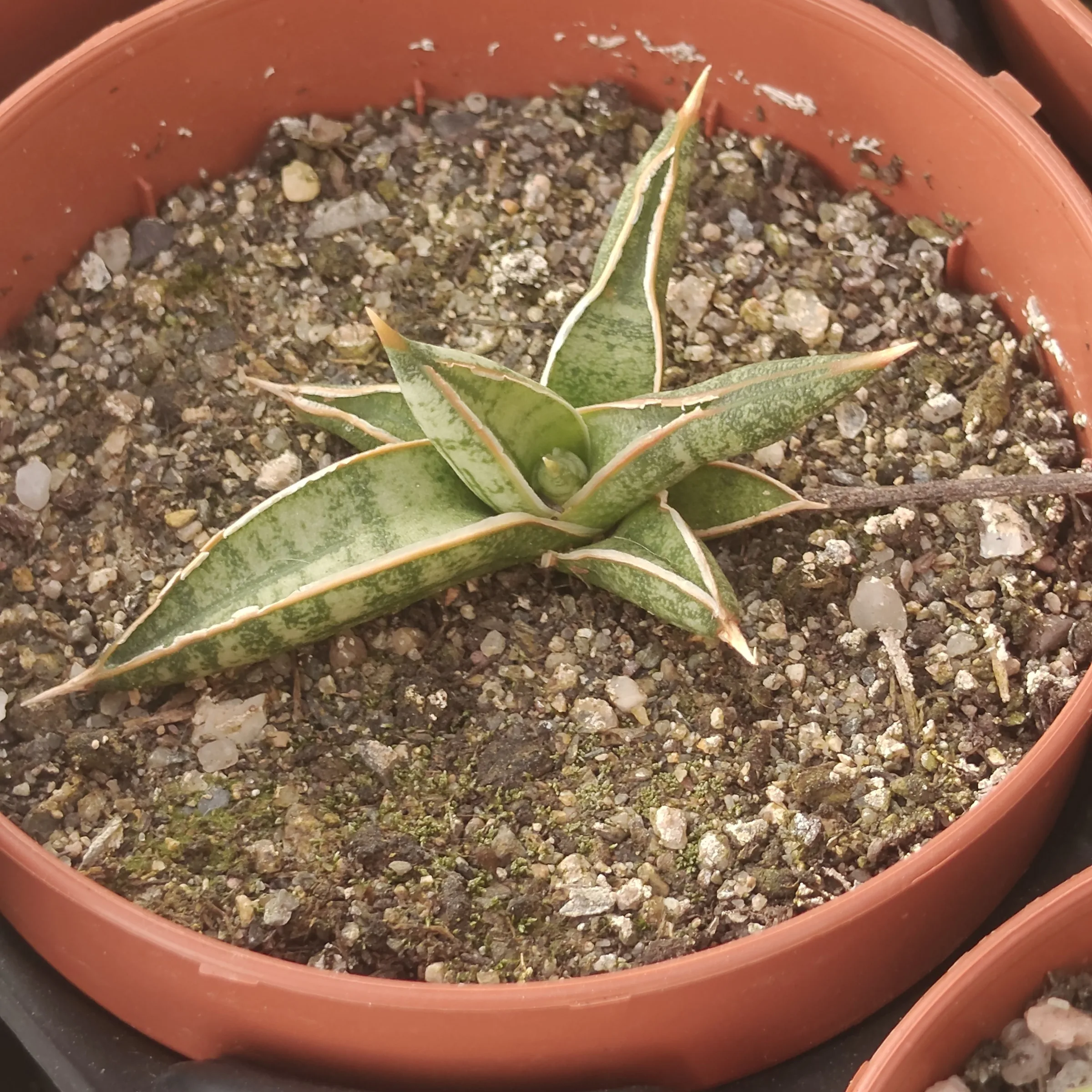 Sansevieria Lavranos 1970