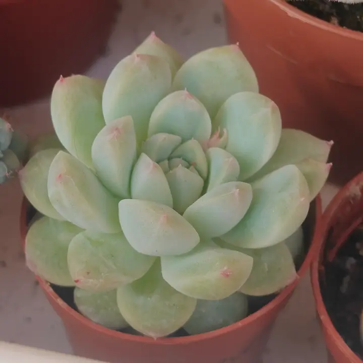 Echeveria Alba Beauty 2